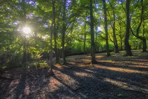 United Kingdom Travel Photography Prints: Sunrays in the forest in spring in England