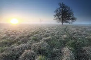 Benelux Wetland Biotope Prints: Sunrise and little path to tree on marsh