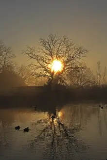 Backlit Lake Scene Prints: Sunrise on a pond with trees, reflection