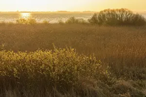Lower Saxony Lake Scene Prints: Sunrise on the shore of the Dummer See