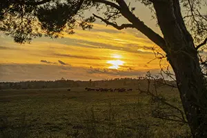 German Nature Conservation Area Prints: Sunset in the Doberitzer Heide