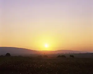 Evening Atmosphere German Countryside Prints: Sunset over a meadow landscape