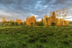 Cloudy Evening Sky Photo Prints: Sunset over a meadow with trees