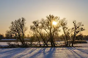 Lower Oder Valley National Park Prints: Sunset in the Oder floodplains in winter
