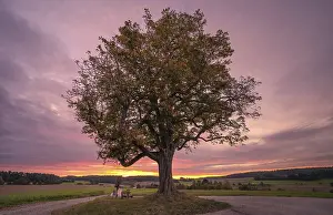 Central European Sunset Prints: Sunset at the old chestnut tree