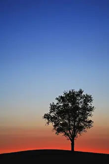Sunset In Central Europe Prints: Sunset, silhouette of a tree on a hill