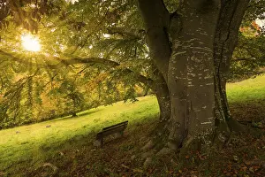 Beech Tree Germany Prints: Sunset behind a tree with a bench in a meadow