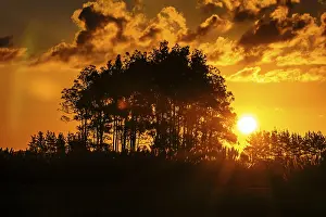 Deserted Evening Beach Scene Prints: Sunset behind tree silhouettes