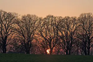 East German Countryside Prints: Sunset behind tree silhouettes