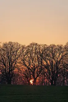 Northern Germany Landscape Photography Prints: Sunset behind tree silhouettes
