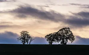 Northern Europe Sunset Prints: Sunset over Trees and Fields, England