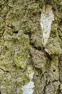 Nature Background Image Prints: Detail of the surface of an encrusted birch bark