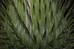 Flowering Plants Outdoors Prints: Surface of the inflorescence of a thistle