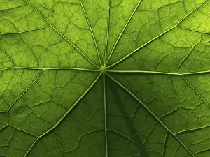 Nasturtium Leaf Structure Prints: Surface & structure, nasturtium leaf
Surface & structure