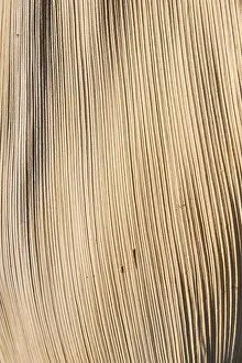 Full Frame Nature Images Prints: Surface texture of a dried palm frond, leaf