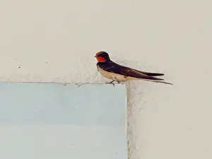 Wildlife In Urban Environment Prints: Swallow resting on a wall with light background