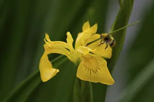 Southern Germany Nature Photos Prints: Swamp Iris (Iris pseudacorus), Bumblebee