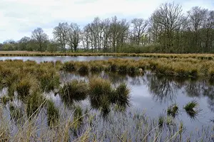 Moorland Landscape Photography Prints: Swamp landscape in the forest, reflection