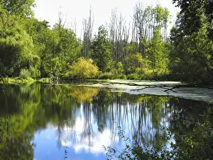 Moorland Landscape Photography Prints: Swamp landscape in the forest, reflection