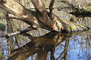 Central Europe Nature Scenery Prints: Swamp landscape in the forest, reflection