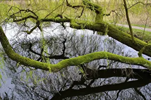 Images Dated 16th March 2024: Swamp Landscape Print, North Rhine-Westphalia, Germany