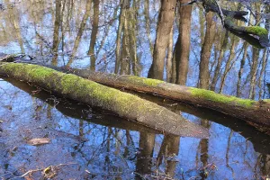Images Dated 2nd March 2024: Swamp Landscape Print from North Rhine-Westphalia, Germany