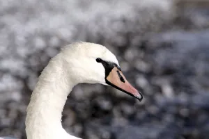 Wildlife Portraits Prints: Swan