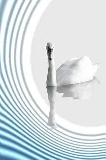 Elegant Bird Photography Prints: A Swan on abstract background