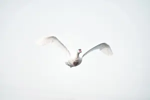 Prints of Swan (Euproctis similis) in flight, Klein Gaisfeld, Voitsberg, Styria, Austria Similis Prints: Swan (Euproctis similis) in Flight Print, Austria