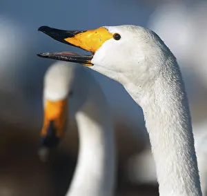 Wildlife Waterfowl Images Prints: Two swans - beaks