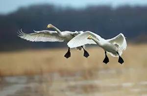 Deserted Wetland Scene Prints: Swans flying
