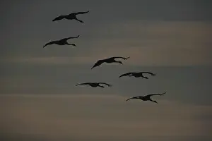 Aquatic Bird Photography Prints: Swans flying