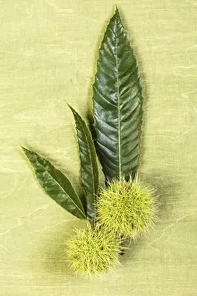 Green Studio Shot Prints: Sweet chestnuts