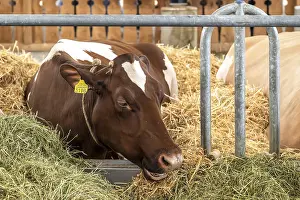 Prints of Swiss Fleckvieh dairy cow, Bern, Switzerland Liechtenstein Prints: Swiss Fleckvieh Dairy Cow Print, Bern, Switzerland