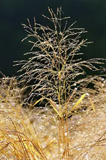 Poales Plant Prints: Switchgrass (Panicum virgatum)