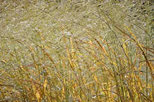 Autumn Colouring Germany Prints: Switchgrass (Panicum virgatum) in backlight