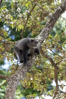 UNESCO World Heritage Africa Prints: Sykes monkey (Cercopithecus mitis) on tree