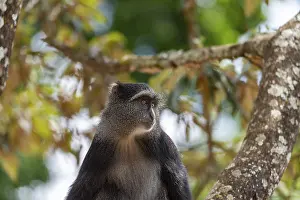 Sykes Monkey Prints: Sykes monkey (Cercopithecus mitis) on tree