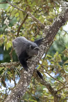 East African Nature Reserve Prints: Sykes monkey (Cercopithecus mitis) on tree
