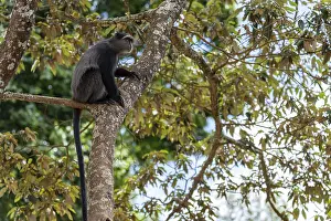 UNESCO World Heritage Africa Prints: Sykes monkey (Cercopithecus mitis) on tree