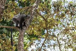 Ngorongoro Crater Tanzania Prints: Sykes monkey (Cercopithecus mitis) on tree