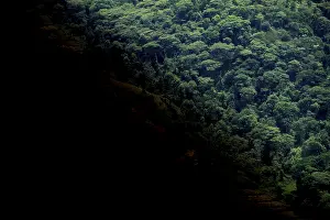 Bwindi Impenetrable Forest National Park Prints: Symbolic image of deforestation