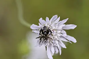 Prints of Synema globosum, Synema globosum, Crab spider (female) - Synema globosum, Crab spider (female) Spider Crab Prints: Synema globosum Print - Crab Spider Female