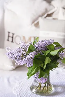 Nature Photography Prints: Syringa