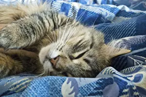 Domestic Cat Nap Prints: A tabby cat peacefully sleeping on a blue patterned blanket