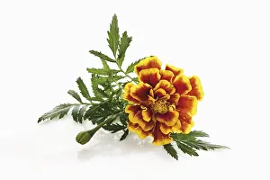 Botanical Studio Shots Prints: Tagetes