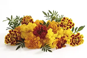 Yellow Blossom Studio Shot Prints: Tagetes