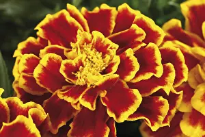 Open Air Blooming Flowers Prints: Tagetes