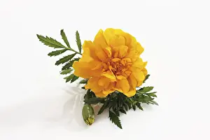 Houseplant Photography Prints: Tagetes