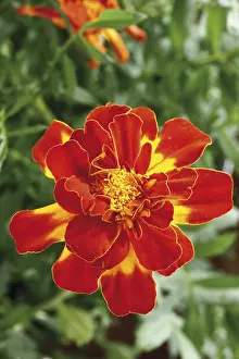 Flowering Plant Prints: Tagetes
